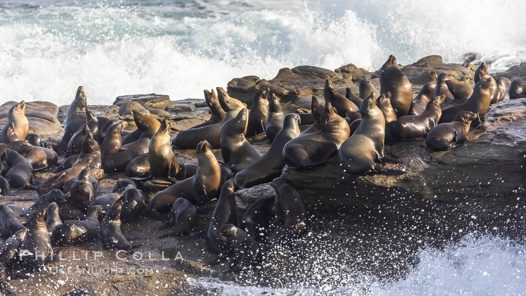 California Sea Lions socializing on rocks, with large surf and waves breaking around them, La Jolla