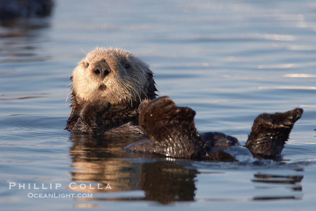 A sea otter resting, holding its paws out of the water to keep them warm and conserve body heat as it floats in cold ocean water., Enhydra lutris, natural history stock photograph, photo id 21702