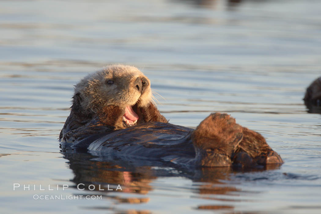 A sea otter, resting on its back, grooms the fur on its head.  A sea otter depends on its fur to keep it warm and afloat, and must groom its fur frequently. Elkhorn Slough National Estuarine Research Reserve, Moss Landing, California, USA, Enhydra lutris, natural history stock photograph, photo id 21706