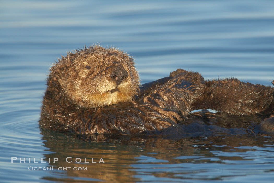 A sea otter, resting on its back, holding its paw out of the water for warmth.  While the sea otter has extremely dense fur on its body, the fur is less dense on its head, arms and paws so it will hold these out of the cold water to conserve body heat. Elkhorn Slough National Estuarine Research Reserve, Moss Landing, California, USA, Enhydra lutris, natural history stock photograph, photo id 21716