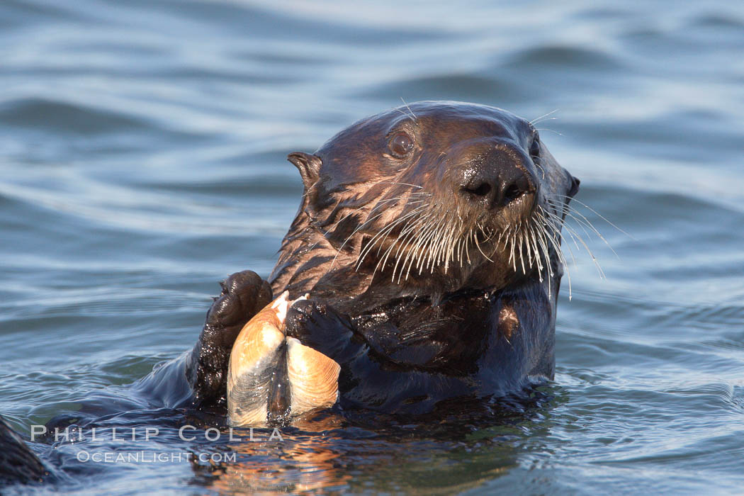 A sea otter eats a clam that it has taken from the shallow sandy bottom of Elkhorn Slough.  Because sea otters have such a high metabolic rate, they eat up to 30% of their body weight each day in the form of clams, mussels, urchins, crabs and abalone.  Sea otters are the only known tool-using marine mammal, using a stone or old shell to open the shells of their prey as they float on their backs. Elkhorn Slough National Estuarine Research Reserve, Moss Landing, California, USA, Enhydra lutris, natural history stock photograph, photo id 21724