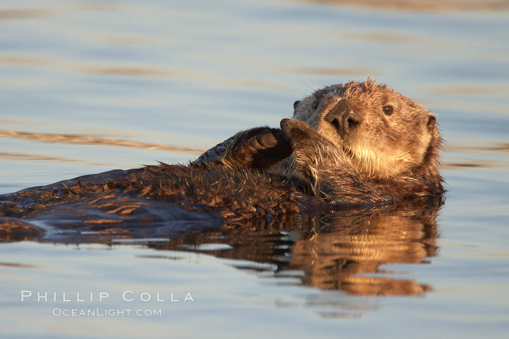 A sea otter, resting and floating on its back, in Elkhorn Slough. Elkhorn Slough National Estuarine Research Reserve, Moss Landing, California, USA, Enhydra lutris, natural history stock photograph, photo id 21707