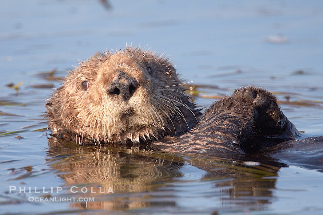 A sea otter, resting on its back, holding its paw out of the water for warmth.  While the sea otter has extremely dense fur on its body, the fur is less dense on its head, arms and paws so it will hold these out of the cold water to conserve body heat., Enhydra lutris, natural history stock photograph, photo id 21711