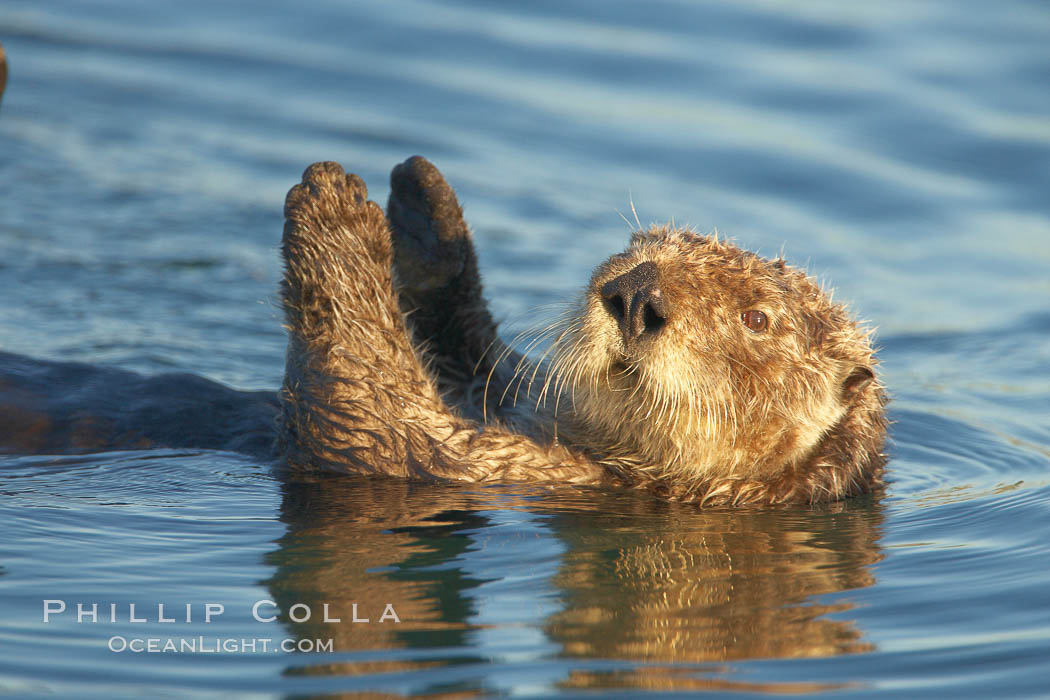 A sea otter, resting on its back, holding its paw out of the water for warmth.  While the sea otter has extremely dense fur on its body, the fur is less dense on its head, arms and paws so it will hold these out of the cold water to conserve body heat. Elkhorn Slough National Estuarine Research Reserve, Moss Landing, California, USA, Enhydra lutris, natural history stock photograph, photo id 21719