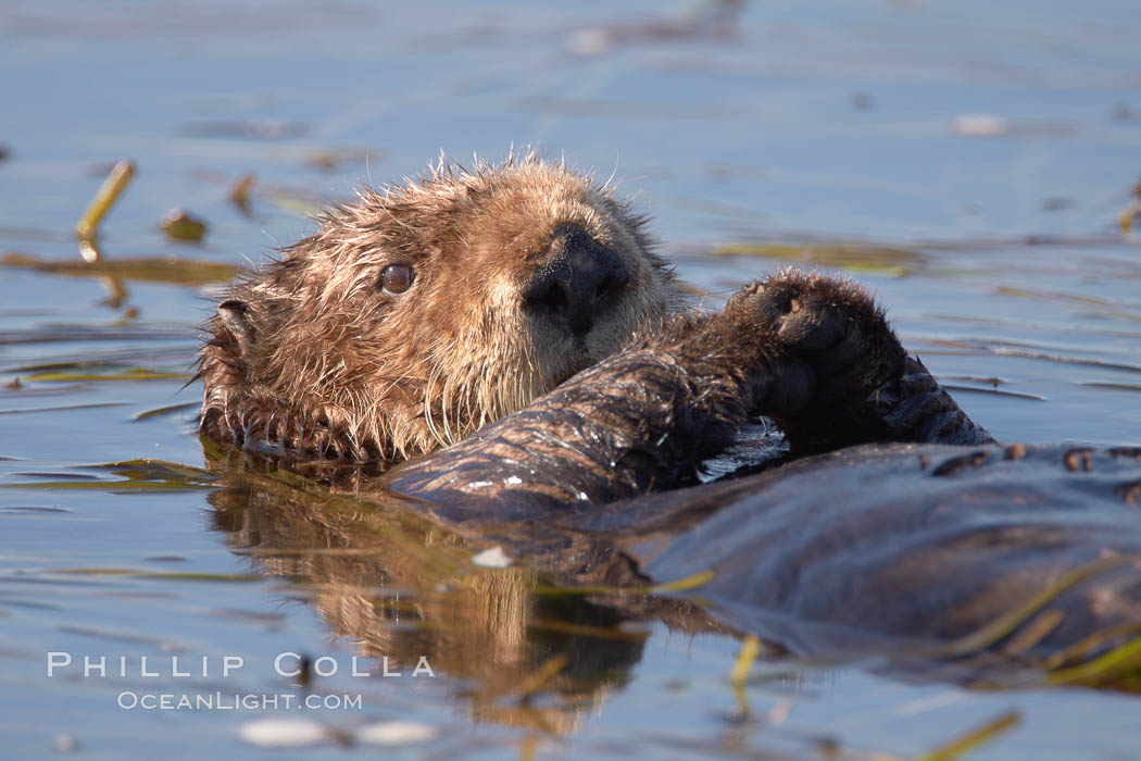 A sea otter, resting on its back, holding its paw out of the water for warmth.  While the sea otter has extremely dense fur on its body, the fur is less dense on its head, arms and paws so it will hold these out of the cold water to conserve body heat., Enhydra lutris, natural history stock photograph, photo id 21713
