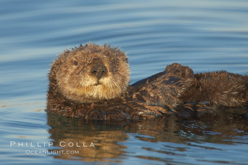 A sea otter, resting on its back, holding its paw out of the water for warmth.  While the sea otter has extremely dense fur on its body, the fur is less dense on its head, arms and paws so it will hold these out of the cold water to conserve body heat. Elkhorn Slough National Estuarine Research Reserve, Moss Landing, California, USA, Enhydra lutris, natural history stock photograph, photo id 21717