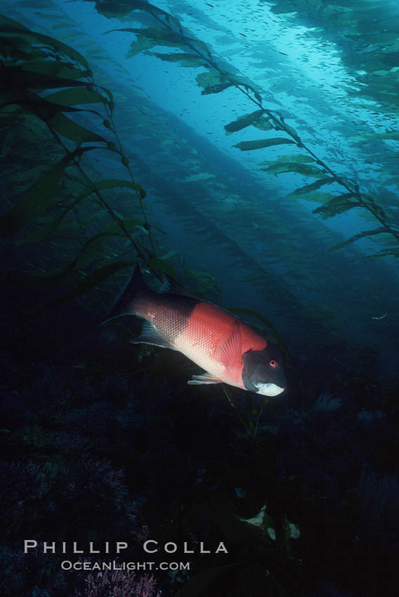 Sheephead. California, USA, Semicossyphus pulcher, natural history stock photograph, photo id 05182