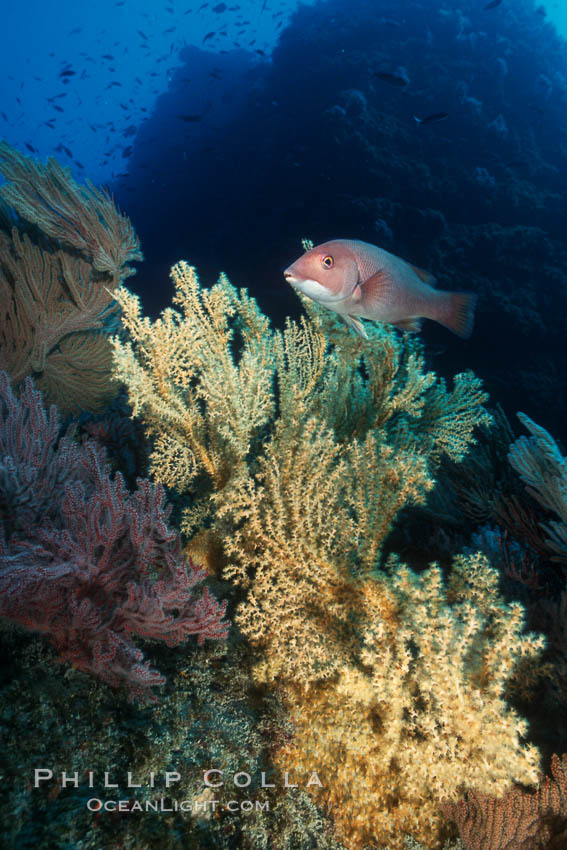 Juvenile sheephead swims above dead/dying brown gorgonian covered with yellow parasitic zoanthid anemones. Eagle Rock. Catalina Island, California, USA, Parazoanthus lucificum, Savalia lucifica, Semicossyphus pulcher, natural history stock photograph, photo id 07006