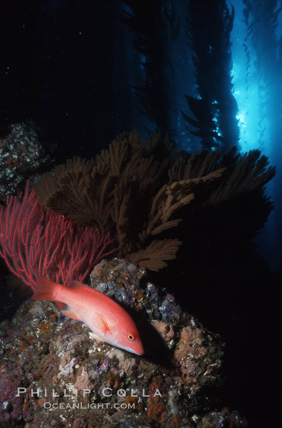 California sheephead, gorgonian. San Clemente Island, USA, Semicossyphus pulcher, natural history stock photograph, photo id 03456