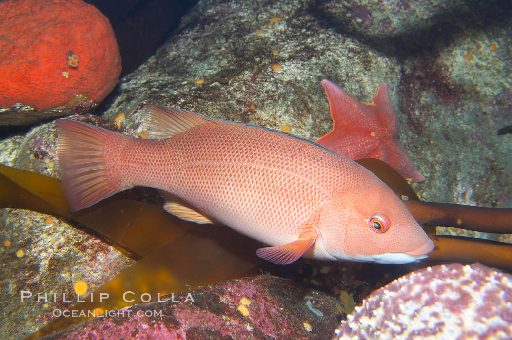 Sheephead wrasse, female., Semicossyphus pulcher, natural history stock photograph, photo id 14036