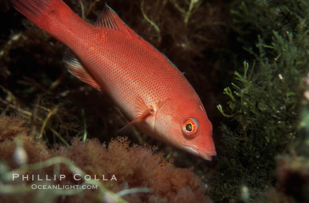 California sheephead, juvenile. Catalina Island, USA, Semicossyphus pulcher, natural history stock photograph, photo id 00371