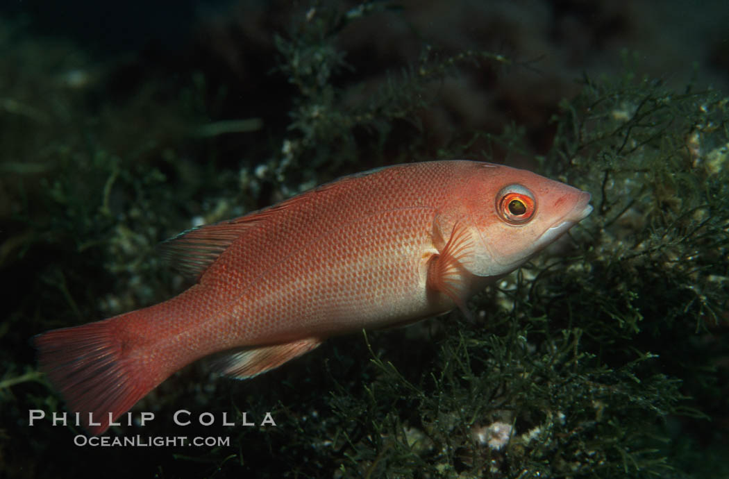 California sheephead, juvenile. Catalina Island, USA, Semicossyphus pulcher, natural history stock photograph, photo id 01935