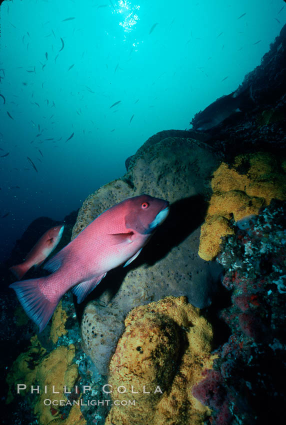 Sheephead and sponges, Bens Rock., Semicossyphus pulcher, natural history stock photograph, photo id 02379