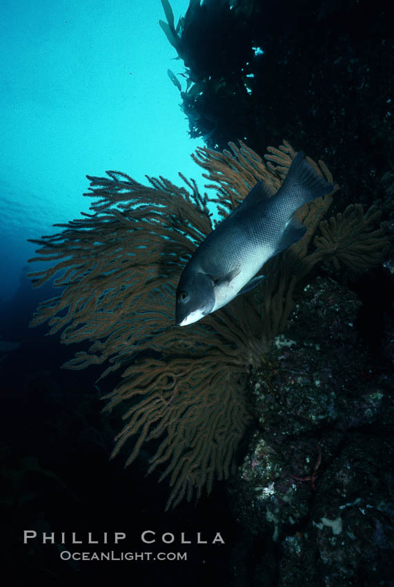 California sheephead, female. San Clemente Island, USA, Semicossyphus pulcher, natural history stock photograph, photo id 01937