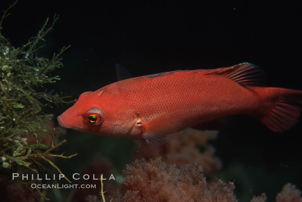 Pacific torpedo ray, Farnsworth Banks, Catalina, Torpedo californica. Catalina Island, California, USA, Semicossyphus pulcher, natural history stock photograph, photo id 05185