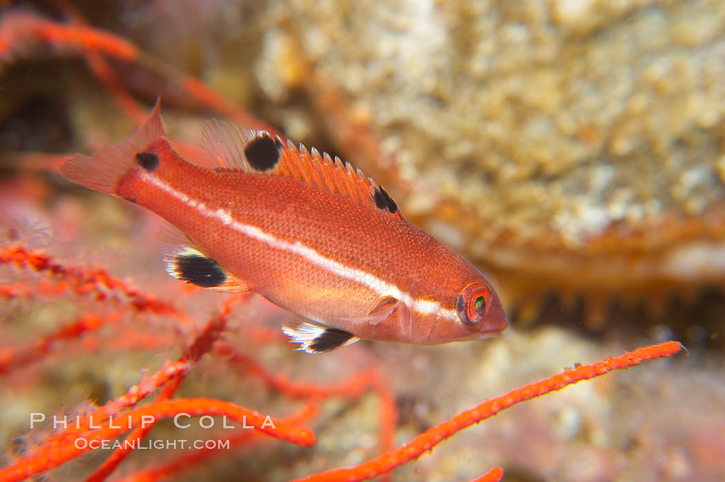 Juvenile sheephead wrasse., Semicossyphus pulcher, natural history stock photograph, photo id 14001