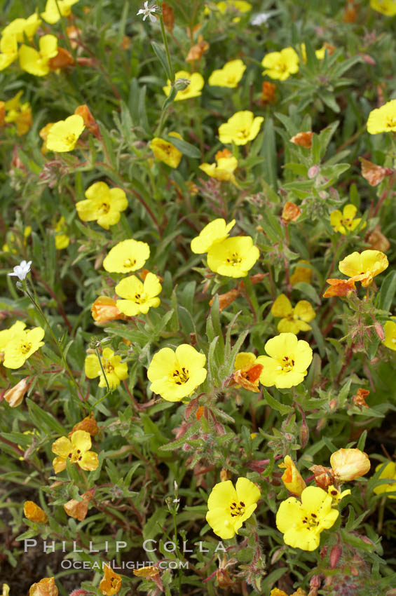 California sun cup blooms in spring, Batiquitos Lagoon, Carlsbad. USA, Cammisonia bistorta, natural history stock photograph, photo id 11346