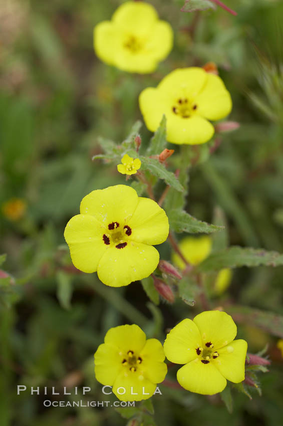 California sun cup blooms in spring, Batiquitos Lagoon, Carlsbad. USA, Cammisonia bistorta, natural history stock photograph, photo id 11349