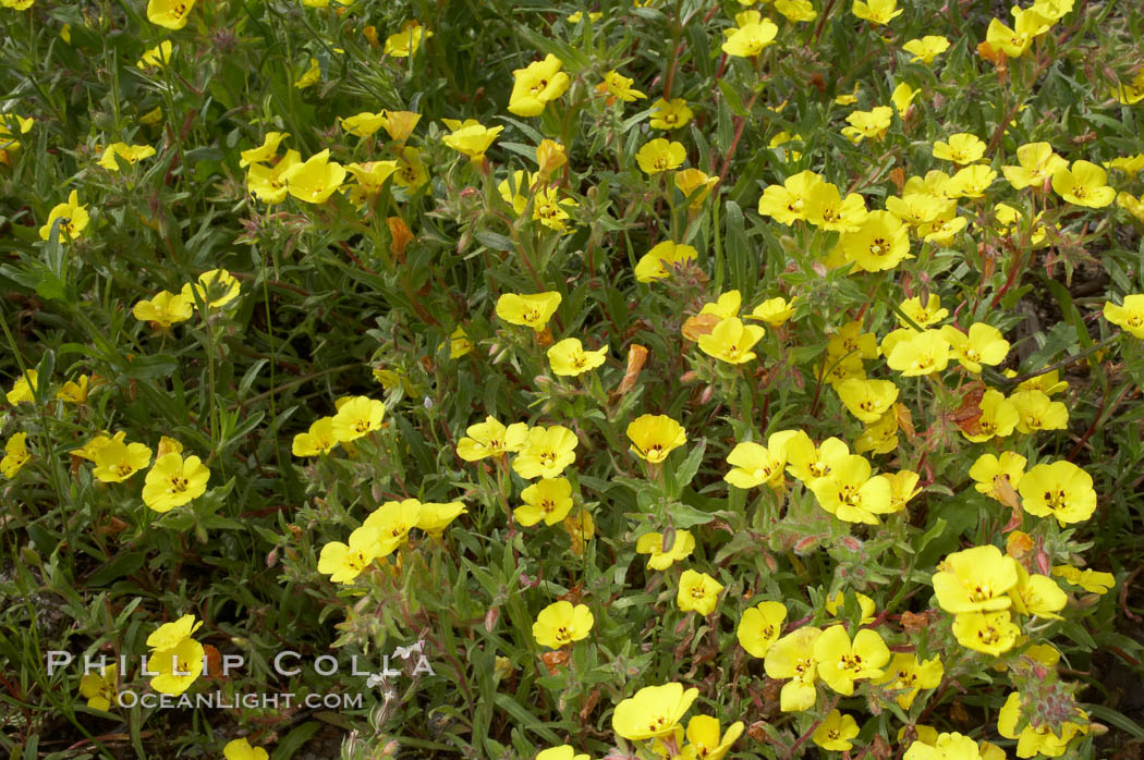 California sun cup blooms in spring, Batiquitos Lagoon, Carlsbad. USA, Cammisonia bistorta, natural history stock photograph, photo id 11351