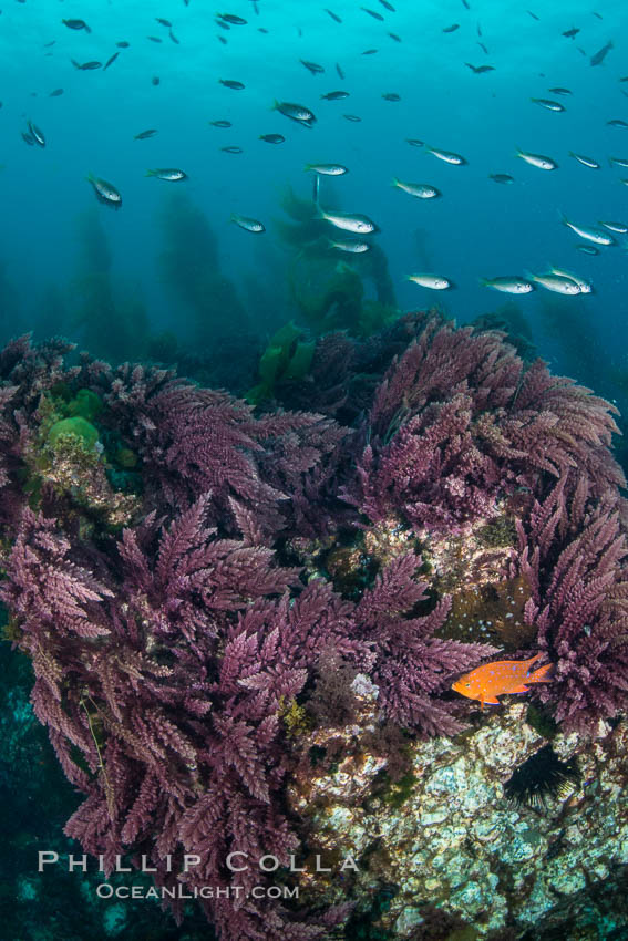 Asparagopsis taxiformis, red marine algae, growing on underwater rocky reef below kelp forest at San Clemente Island. California, USA, Asparagopsis taxiformis, natural history stock photograph, photo id 30933