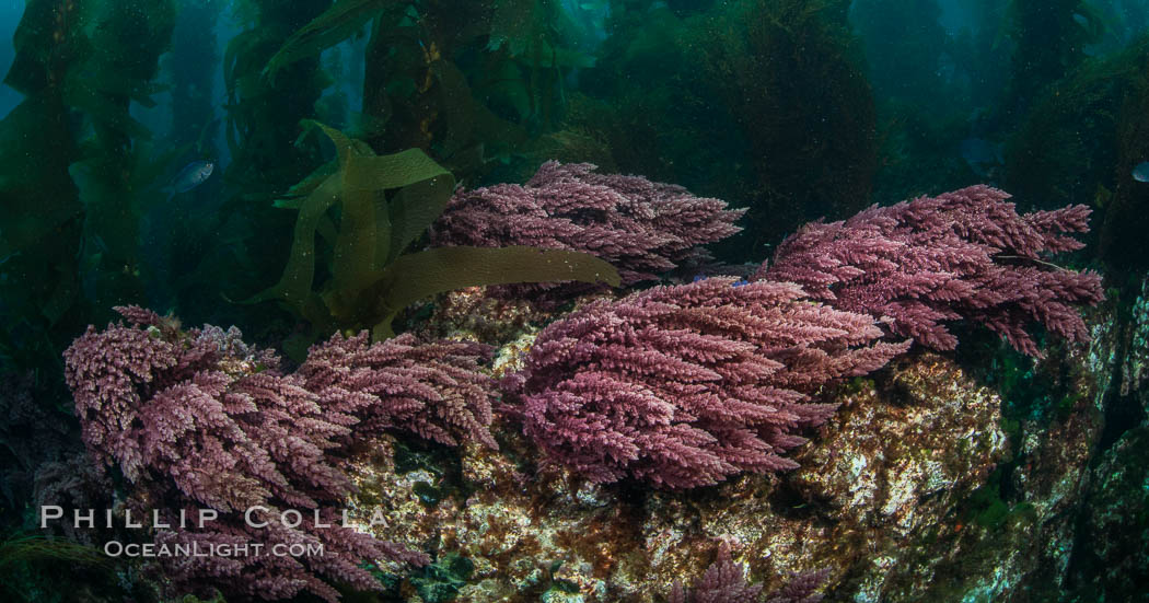 Asparagopsis taxiformis, red marine algae, growing on underwater rocky reef below kelp forest at San Clemente Island. California, USA, Asparagopsis taxiformis, natural history stock photograph, photo id 30937