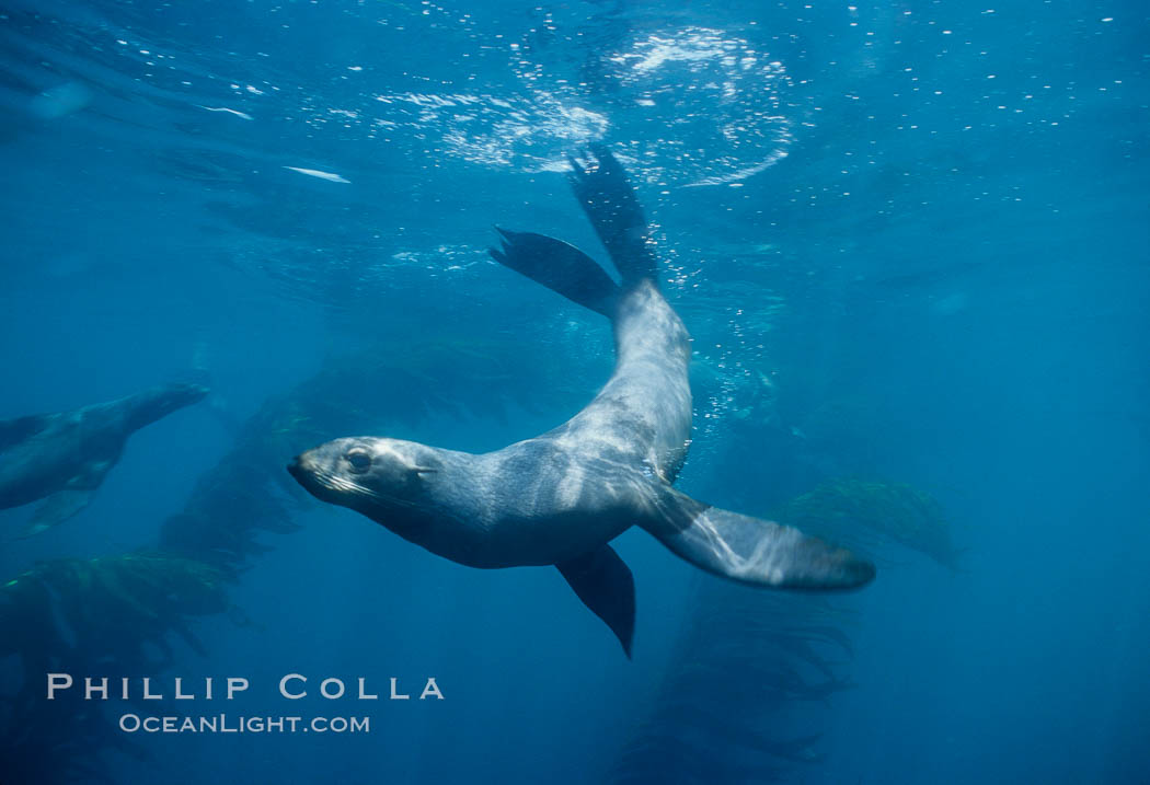 Northern fur seal. San Miguel Island, California, USA, Callorhinus ursinus, natural history stock photograph, photo id 00965