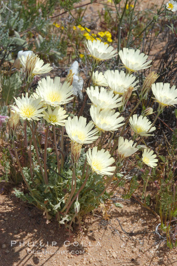 White tackstem, an ephemeral common in sandy areas of the Colorado Desert. Joshua Tree National Park, California, USA, Calycoseris wrightii, natural history stock photograph, photo id 09115
