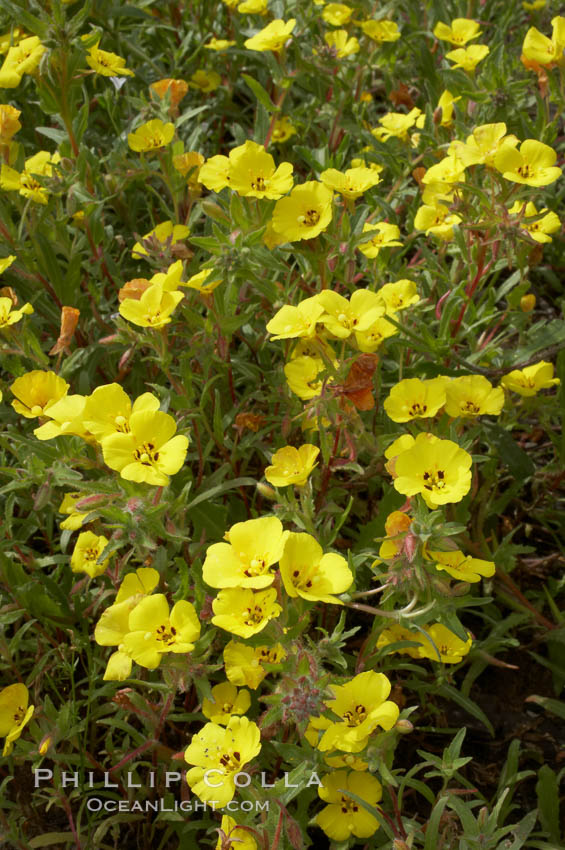 California sun cup blooms in spring, Batiquitos Lagoon, Carlsbad. USA, Cammisonia bistorta, natural history stock photograph, photo id 11350