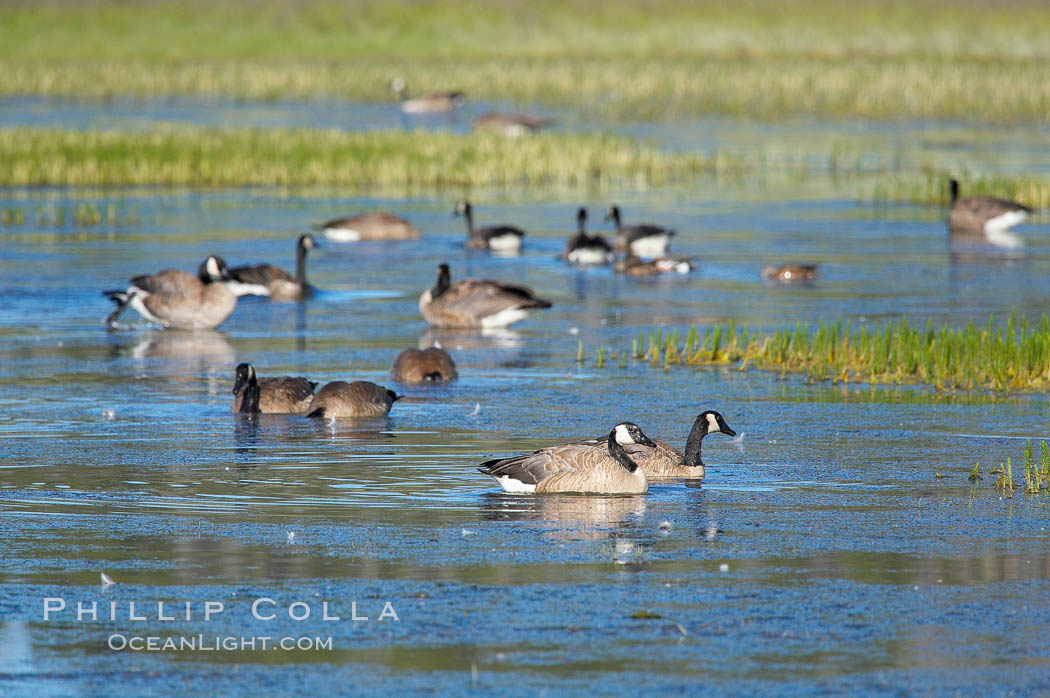 Canada geese along the Yellowstone River. Hayden Valley, Yellowstone National Park, Wyoming, USA, Branta canadensis, natural history stock photograph, photo id 13118