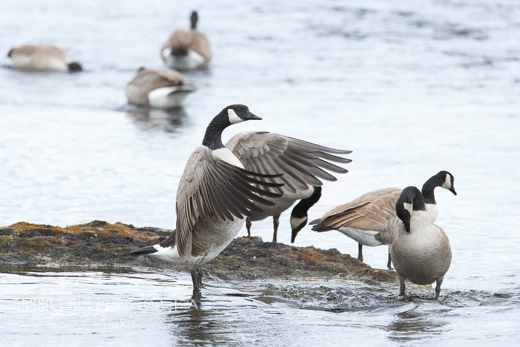 Canada geese on the Yellowstone River. Yellowstone National Park, Wyoming, USA, Branta canadensis, natural history stock photograph, photo id 19569