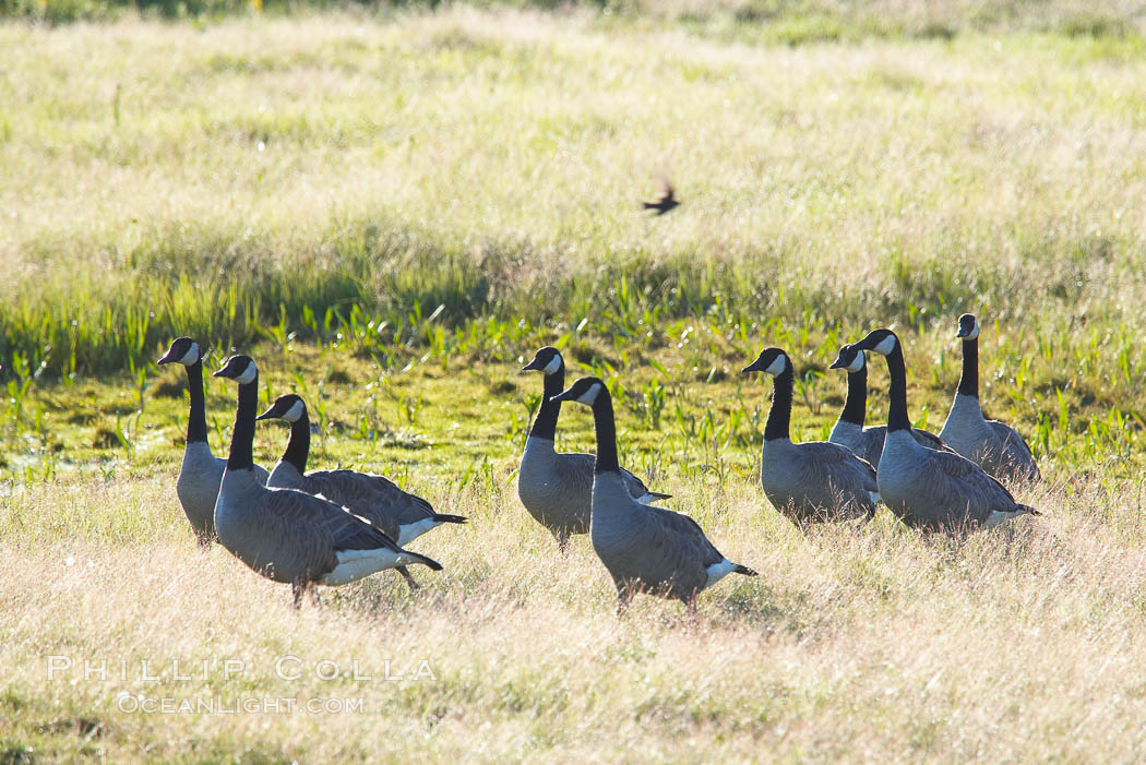Canada geese along the Yellowstone River. Hayden Valley, Yellowstone National Park, Wyoming, USA, Branta canadensis, natural history stock photograph, photo id 13114