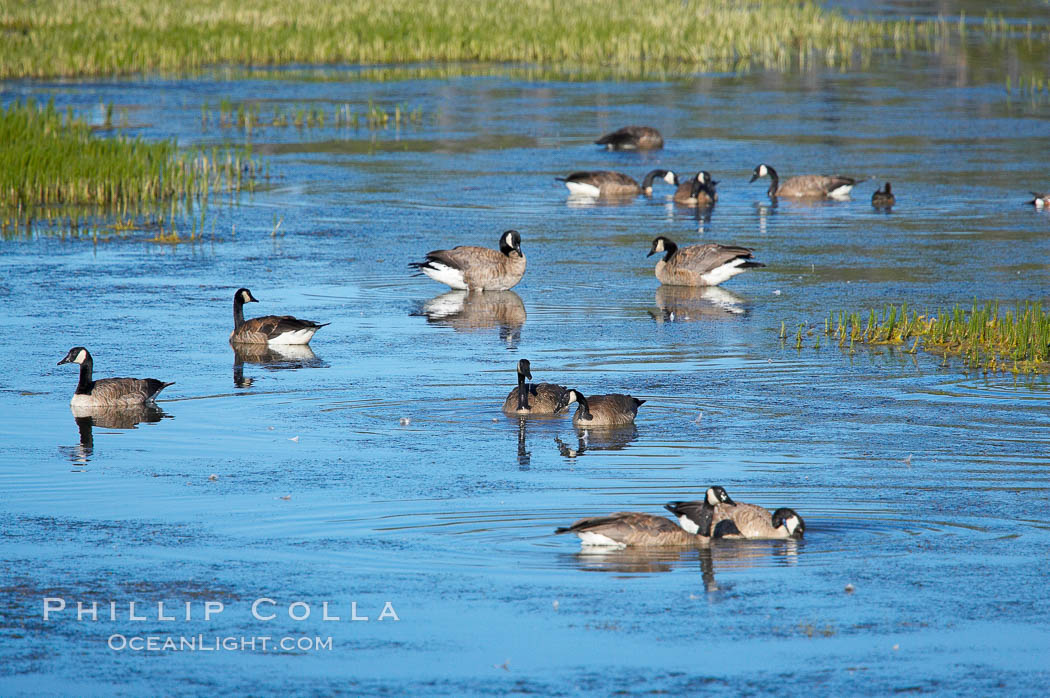 Canada geese along the Yellowstone River. Hayden Valley, Yellowstone National Park, Wyoming, USA, Branta canadensis, natural history stock photograph, photo id 13117