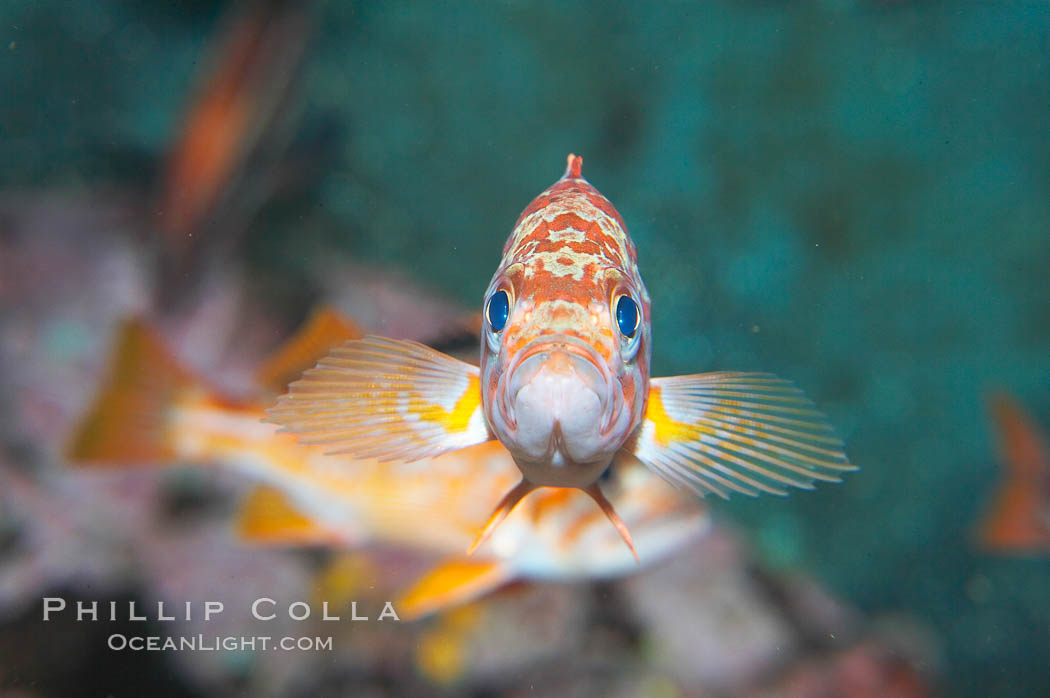 Canary rockfish, juvenile.  The bright orange color of this rockfish will not be so visible at depth, where seawater filters out the red lightwaves that allow this color to be seen., Sebastes pinniger, natural history stock photograph, photo id 13696
