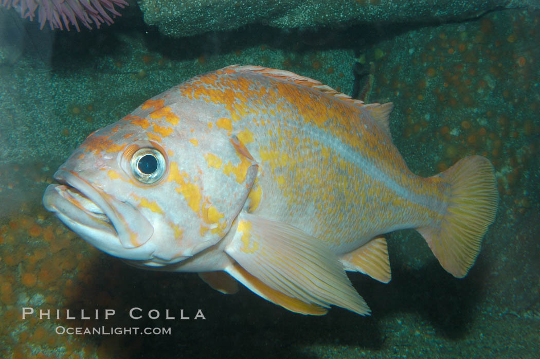 Canary rockfish., Sebastes pinniger, natural history stock photograph, photo id 08979