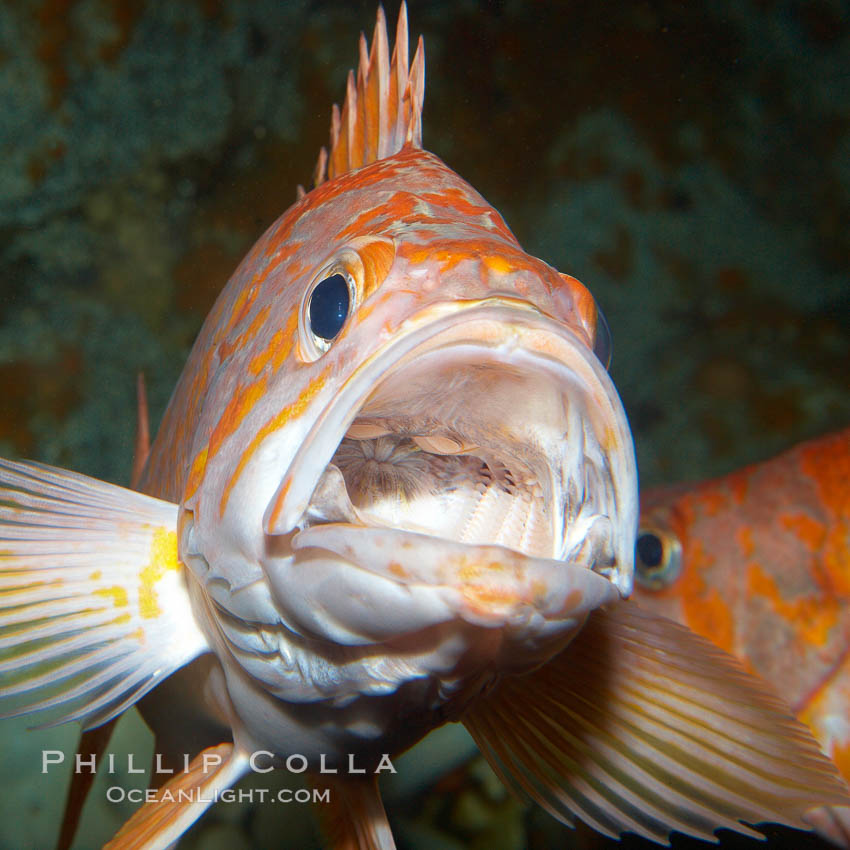 Image 21519, Canary rockfish., Sebastes pinniger, Phillip Colla, all rights reserved worldwide. Keywords: animal, animalia, canary rockfish, creature, fish, marine, marine fish, nature, ocean, rockfish scorpionfish, sea, sebastes pinniger, teleost fish, underwater.