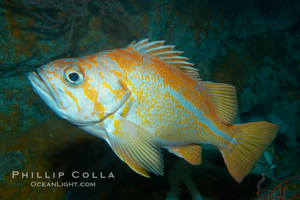 Canary rockfish., Sebastes pinniger, natural history stock photograph, photo id 21520