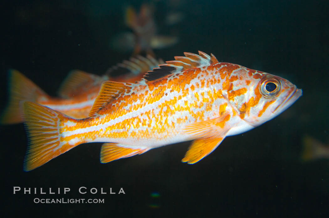 Canary rockfish, juvenile.  The bright orange color of this rockfish will not be so visible at depth, where seawater filters out the red lightwaves that allow this color to be seen., Sebastes pinniger, natural history stock photograph, photo id 13697