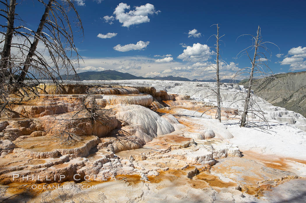 Travertine terraces below Canary Spring with dead trees permanently entombed in the hardened terraces. Mammoth Hot Springs, Yellowstone National Park, Wyoming, USA, natural history stock photograph, photo id 13618