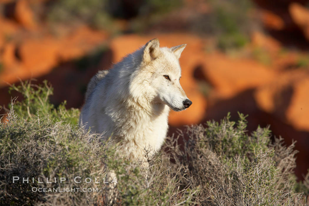 Gray wolf., Canis lupus, natural history stock photograph, photo id 12406