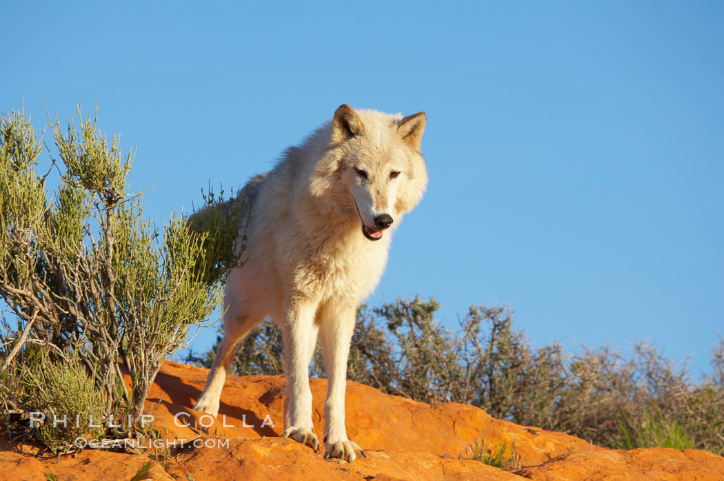 Gray wolf., Canis lupus, natural history stock photograph, photo id 12418