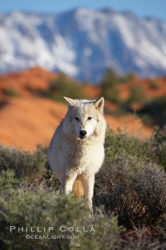 Gray wolf., Canis lupus, natural history stock photograph, photo id 12430