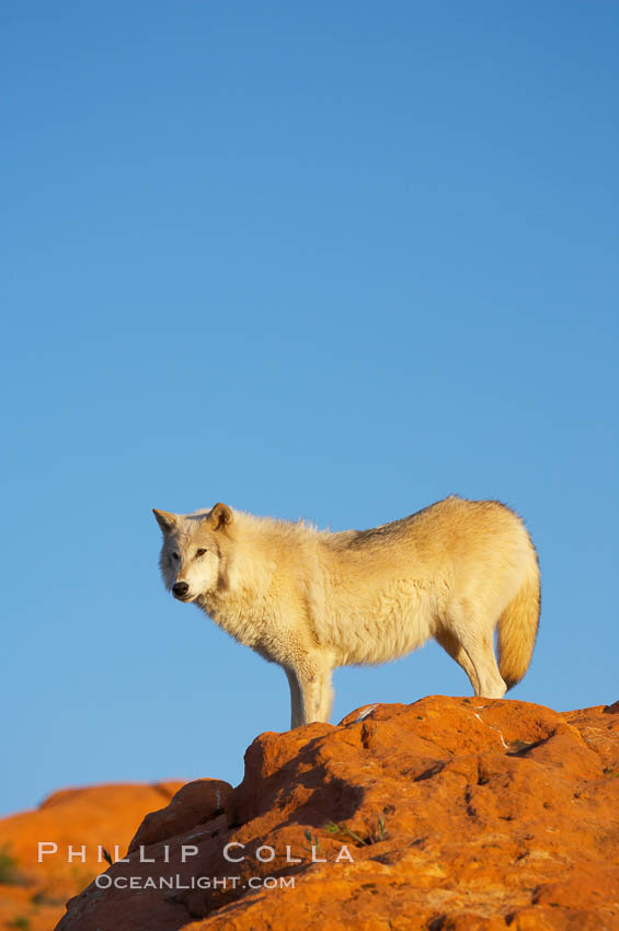 Gray wolf., Canis lupus, natural history stock photograph, photo id 12400