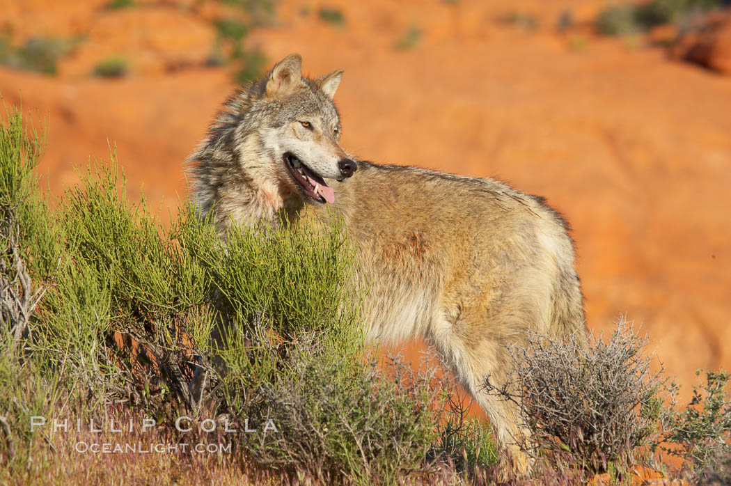 Gray wolf., Canis lupus, natural history stock photograph, photo id 12412
