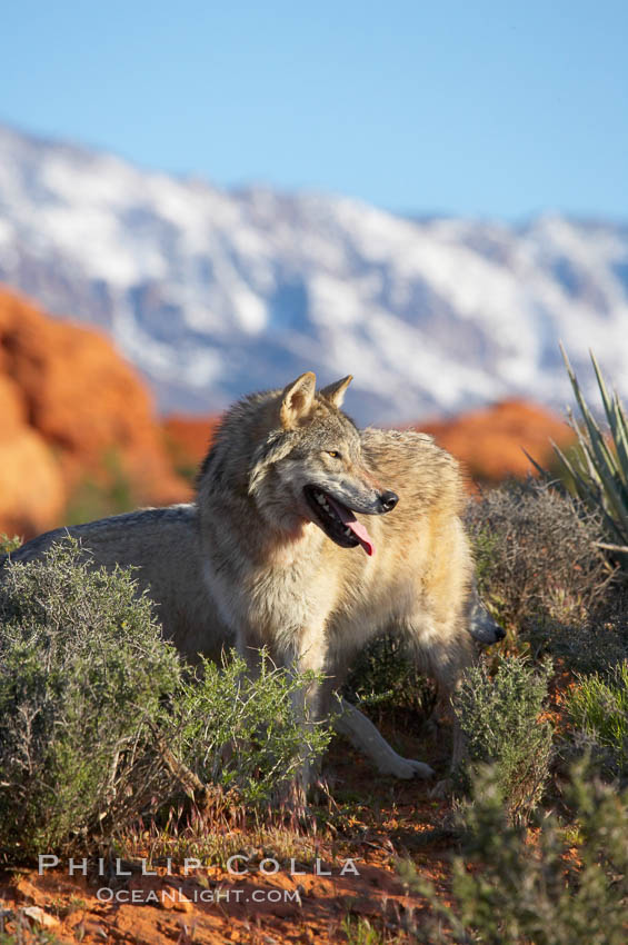 Gray wolf., Canis lupus, natural history stock photograph, photo id 12424