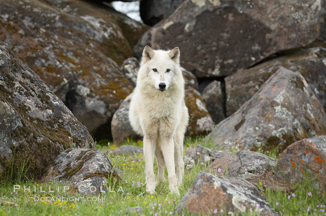 Gray wolf, Sierra Nevada foothills, Mariposa, California., Canis lupus, natural history stock photograph, photo id 16028