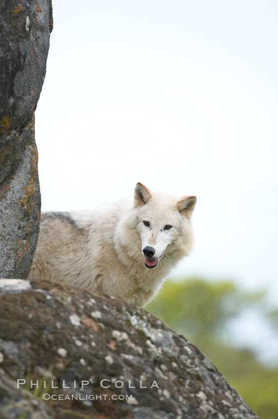 Gray wolf, Sierra Nevada foothills, Mariposa, California., Canis lupus, natural history stock photograph, photo id 16040