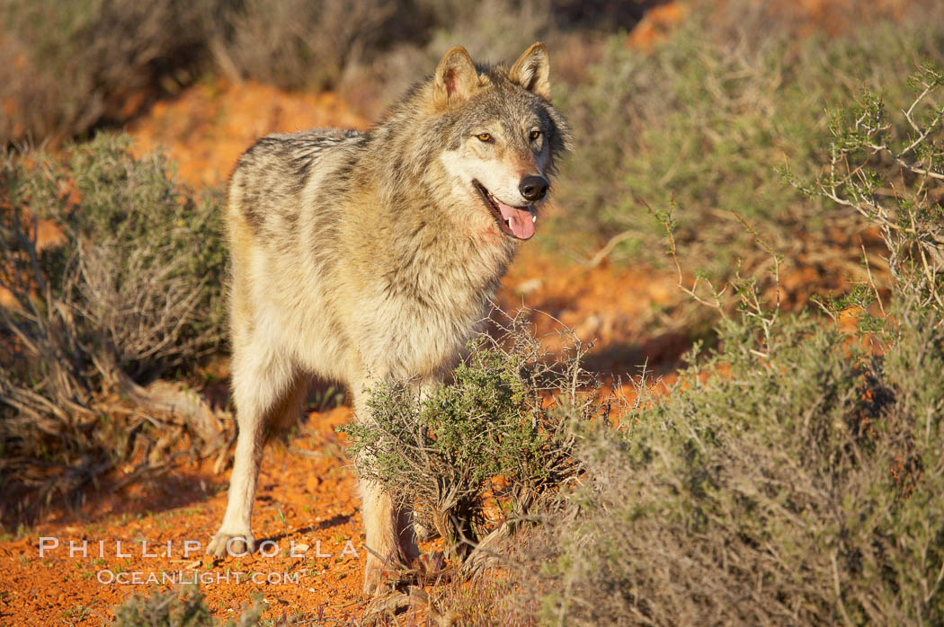 Gray wolf., Canis lupus, natural history stock photograph, photo id 12403