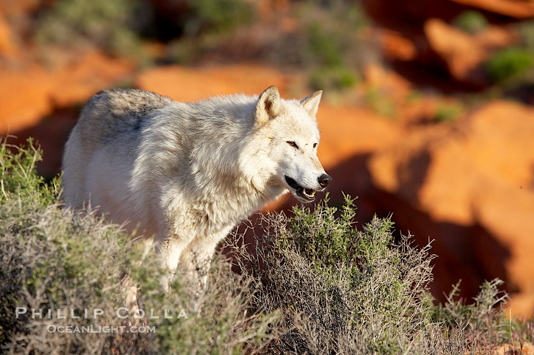 Gray wolf., Canis lupus, natural history stock photograph, photo id 12427
