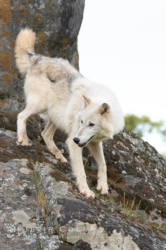 Gray wolf, Sierra Nevada foothills, Mariposa, California., Canis lupus, natural history stock photograph, photo id 16031