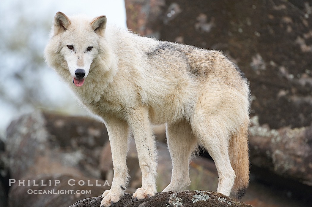 Gray wolf, Sierra Nevada foothills, Mariposa, California., Canis lupus, natural history stock photograph, photo id 16043